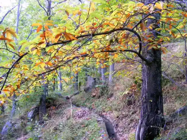Sendero entre vegetación y arbolado en la Regadera de la Alvaredilla, en El Arenal, Ávila.